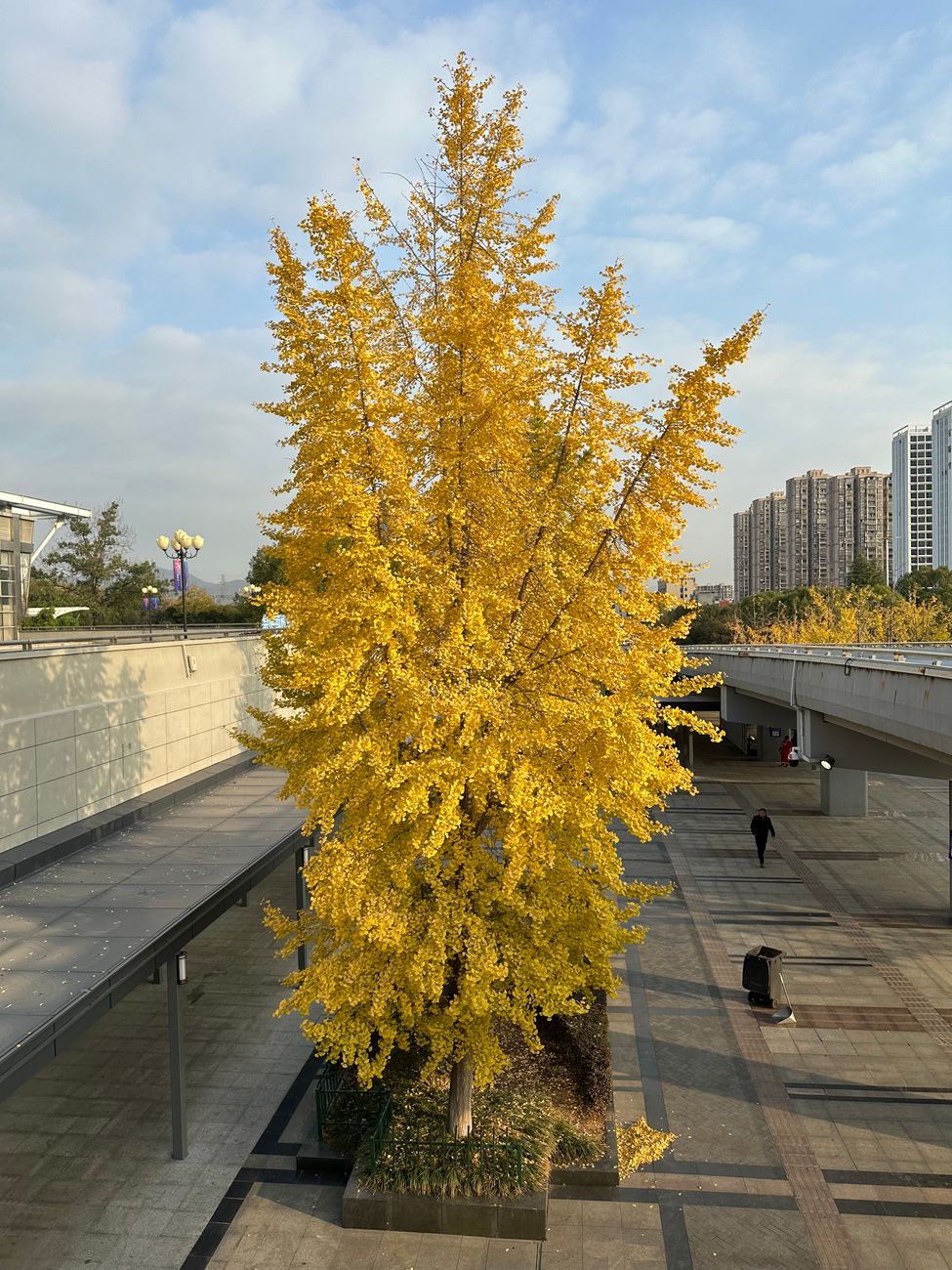 Vibrant yellow autumn tree on a city walkway with urban skyline in background.